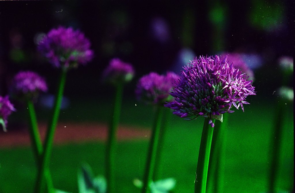 flowers20005.jpg